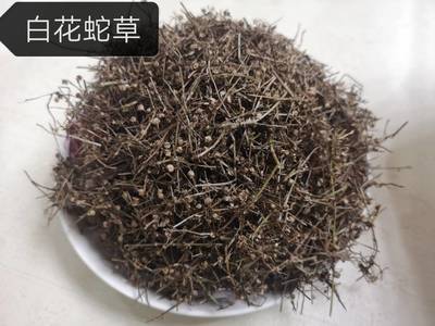 白花蛇舌草 藥理作用、藥用價值與用法用量詳解